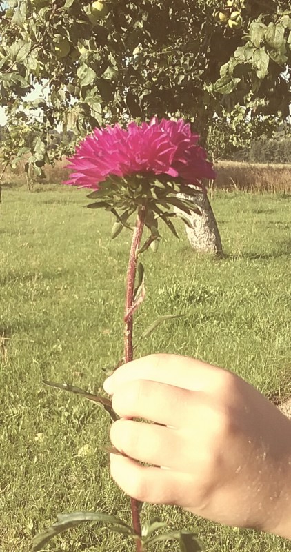 Rudens dovana - pasakų žinutės kiekvieną savaitę - Jums